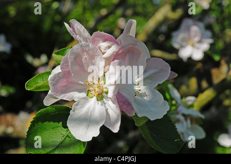 Les fleurs du pommier Malus domesticus Bramley Seedling Banque D'Images