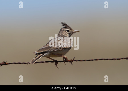 [Crested Lark Galerida cristata]] [percher sur barbelés à Llanos de Cáceres, Extremadura, Espagne Banque D'Images