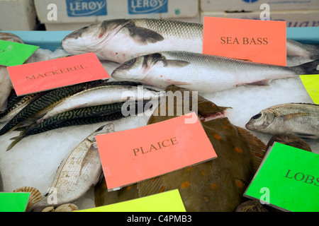 Poissonnier affichage des variétés de poissons sur la glace tableau Banque D'Images