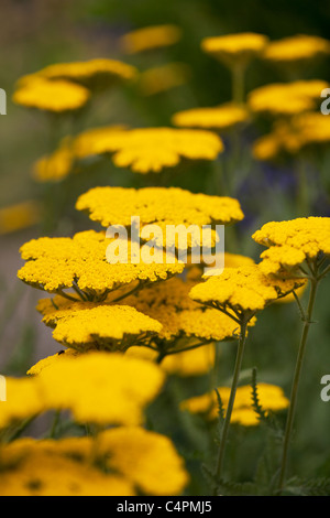 L'Achillea Coronation Gold,millefeuille, mille-feuille Banque D'Images