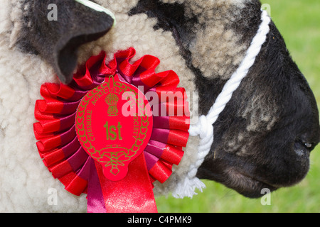 Les gagnants rosette du premier prix Dorset Down, une race de moutons originaire de la région de Dorset Downs en Angleterre. Événements et concurrents, animal, prix, rosette, ruban, compétition, symbole, gagnant, spectacle, tête, harnais, purebred, succès, badge, gain, gagnant au Cheshire Game & Country Fair Show, Knutsford, Royaume-Uni Banque D'Images