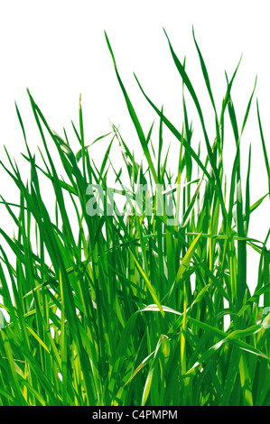 Une herbe verte est isolé sur fond blanc Banque D'Images