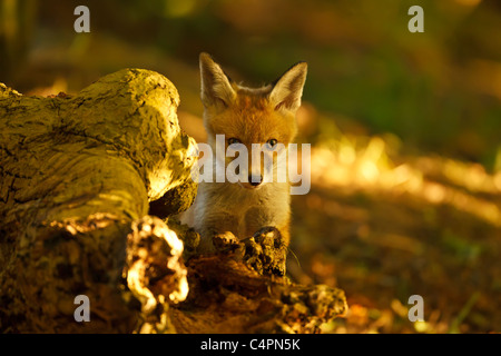 Fox Cub jouant avec une souche d'arbre en bois gris lumière (Vulpes vulpes) Banque D'Images