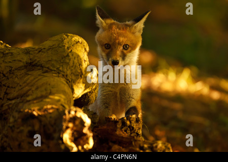 Fox Cub jouant avec une souche d'arbre en bois gris lumière (Vulpes vulpes) Banque D'Images