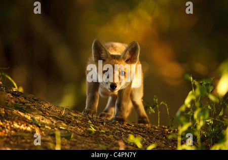 Red Fox Cub curieux en regardant la lumière des bois pommelé (Vulpes vulpes) Banque D'Images