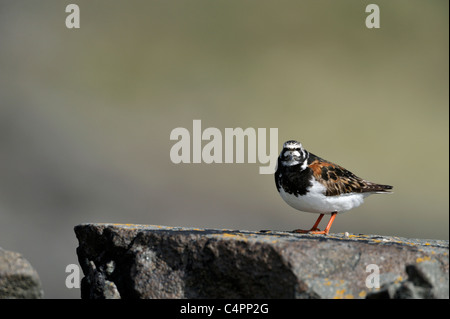 Tournepierre à collier (Arenaria interpres) mâle adulte en plumage de reproduction estivale Banque D'Images