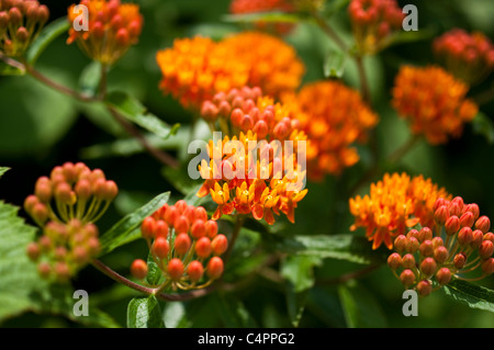 Asclepias tuberosa Asclépiade tubéreuse, en fleurs, en été, dans un jardin du New Jersey. Banque D'Images