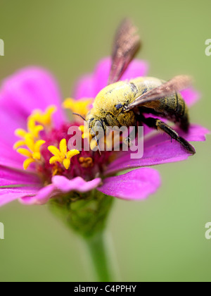 Wasp sur une fleur prise dans le jardin au Caire Egypte Banque D'Images