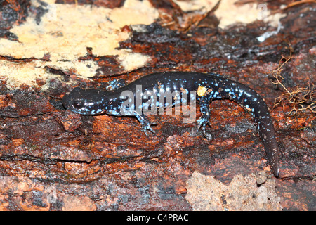 Salamandre à points bleus (Ambystoma laterale) Banque D'Images