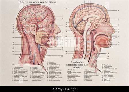 Illustration médicale antique de crâne, crâne, cerveau, tête, visage Banque D'Images