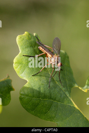 Fly, Empis livida danse, Empididae, Diptères, UK Banque D'Images