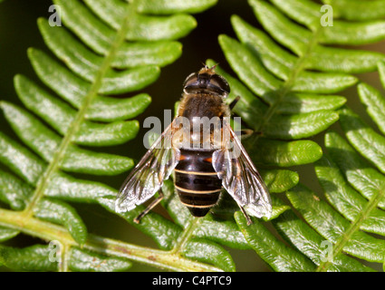 Eristalis arbustorum, Hoverfly, Diptères. Femme, Honeybee imiter. Banque D'Images