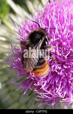 Coucou à rouge, Bumblebee Bombus rupestris, Apidae, Hyménoptères. Femelle (reine), se nourrissant d'une lance de Pitcher. Banque D'Images