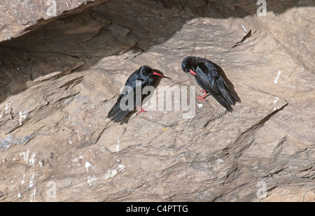 Paire de Cornish Choughs à Cornwall le lézard. Banque D'Images