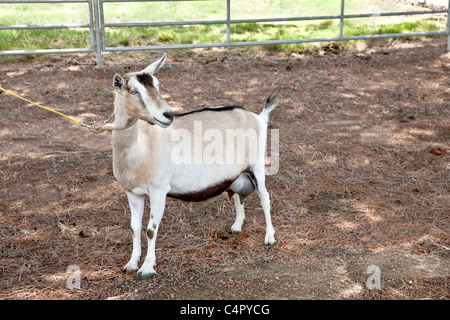 Chèvre transgénique, de type alpin. Banque D'Images