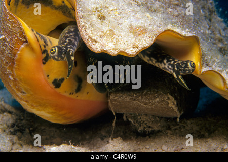 Les yeux d'une coquille de conque, lambi (Strombus gigas), Curaçao, mer des Caraïbes Banque D'Images