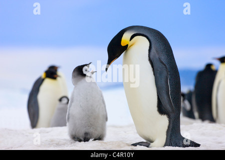 Manchots empereurs, parent avec les poussins sur la glace, Snow Hill Island, l'Antarctique Banque D'Images