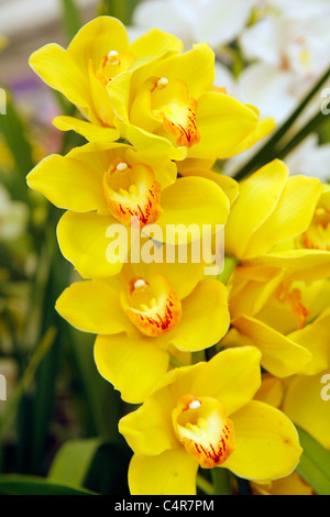 Orchid. Cymbidium sp. Banque D'Images