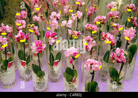 Paniers-orchidées pour la Fête des Mères. Centre de jardin. Cambrils, Tarragone, Catalogne, Espagne Banque D'Images