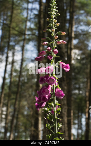 Foxglove woodland etherow country park Banque D'Images