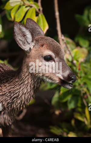 Key Deer animal en voie de disparition aux États-Unis Floride nous touche Banque D'Images