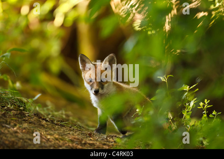 Red Fox Cub explorer sa tanière (Vulpes vulpes),UK Banque D'Images