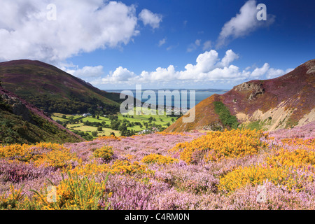 Sychnant pass près de Conwy Wales est un endroit de beauté locaux admiré par les touristes et les habitants de la richesse de la bruyère et l'ajonc. Banque D'Images