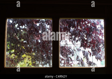 Gouttes de pluie sur les carreaux de verre avec des feuilles d'un prunier dans l'arrière-plan Banque D'Images