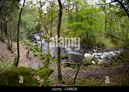 Des promenades en vélo de montagne une piste forestière à proximité d'une rivière dans la région de Snowdonia, Pays de Galles, Royaume-Uni Banque D'Images