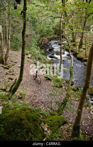 Des promenades en vélo de montagne une piste forestière à proximité d'une rivière dans la région de Snowdonia, Pays de Galles, Royaume-Uni Banque D'Images