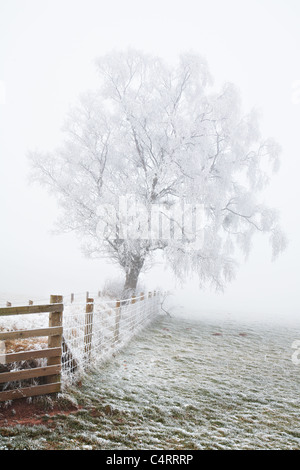 Givre sur arbre à Mynydd Illtud, parc national de Brecon Beacons, le Pays de Galles Banque D'Images