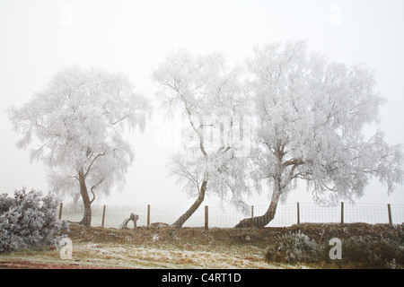 Givre sur les arbres à Mynydd Illtud, parc national de Brecon Beacons, le Pays de Galles Banque D'Images