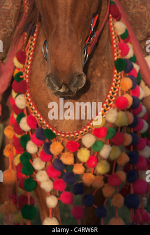 L'Inde Kathiawari Tradition Animal Tête Cou Banque D'Images