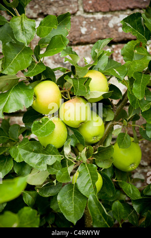 Pommes vertes poussant sur un arbre a contre un mur de brique. Banque D'Images