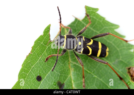 Wasp Beetle Clytus arietis Banque D'Images