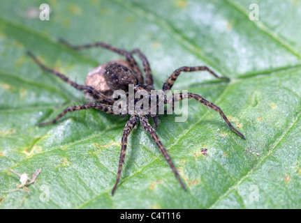 Wolf Spider femelle Pardosa spp. Banque D'Images