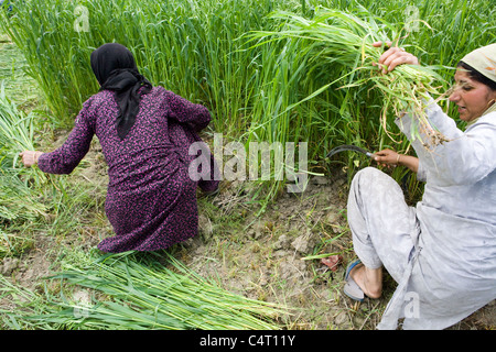 Les femmes cachemiries cut et recueillir de l'herbe dans les champs à proximité de Manasbal Lake, dans l'état de Jammu-et-Cachemire, l'Inde Banque D'Images