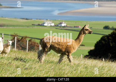 Les alpagas libre parcours et Champ des moutons l'agriculture agriculture ferme Écosse UK Banque D'Images