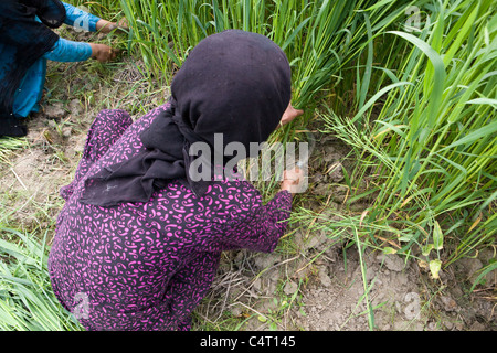 Les femmes cachemiries cut et recueillir de l'herbe dans les champs à proximité de Manasbal Lake, dans l'état de Jammu-et-Cachemire, l'Inde Banque D'Images