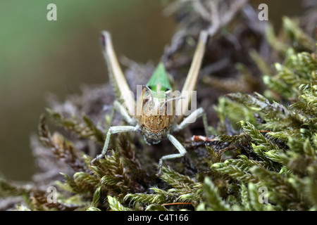 Sauterelle Omocestus viridulus vert commun Banque D'Images