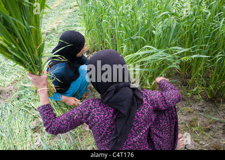 Les femmes cachemiries cut et recueillir de l'herbe dans les champs à proximité de Manasbal Lake, dans l'état de Jammu-et-Cachemire, l'Inde Banque D'Images