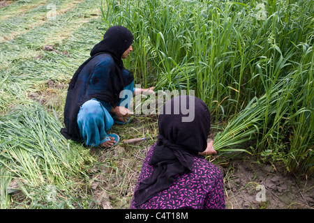 Les femmes cachemiries cut et recueillir de l'herbe dans les champs à proximité de Manasbal Lake, dans l'état de Jammu-et-Cachemire, l'Inde Banque D'Images