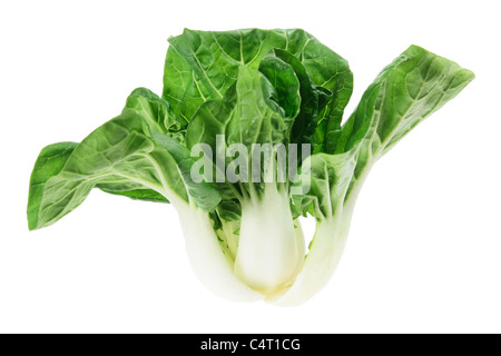 Bébé Bok Choy Banque D'Images