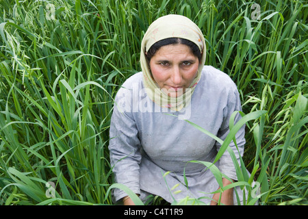 Femme du cachemire dans l'herbe près de champs Manasbal Lake, dans l'état de Jammu-et-Cachemire, l'Inde Banque D'Images