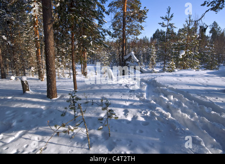 Paysage d'hiver enneigé dans une forêt russe. La région d'Arkhangelsk. La Russie. Banque D'Images