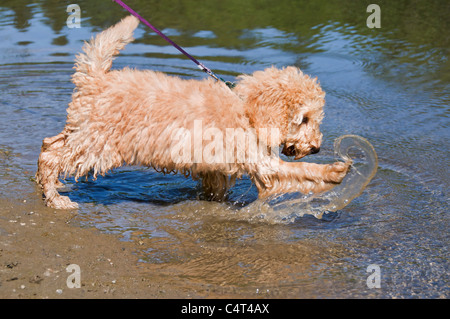 Un 3-mois labradoodle puppy découvre la joie de jouer dans l'eau sur une belle journée d'été. Banque D'Images