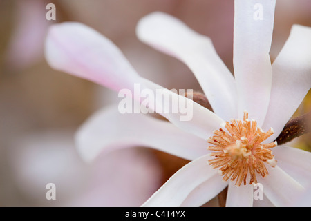 Magnolia Loebneri ; Fleur ; close up Banque D'Images