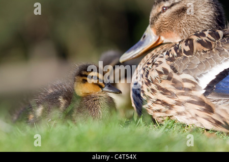 Le Canard colvert, Anas platyrhynchos Canard ; avec la mère Banque D'Images