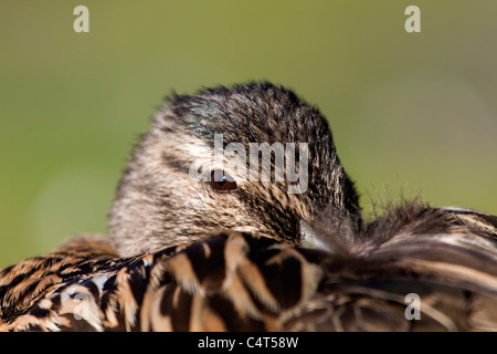 Canard colvert Anas platyrhynchos ; femmes ; Banque D'Images