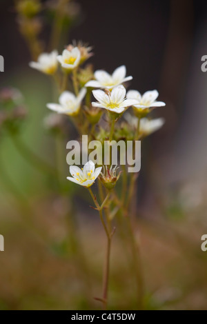 Saxifrage Saxifraga hypnoides moussus ; ; en fleur Banque D'Images